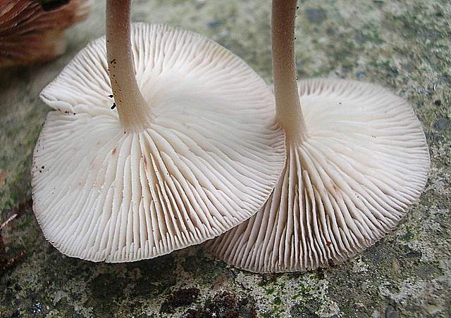 Il Risveglio dei Funghi